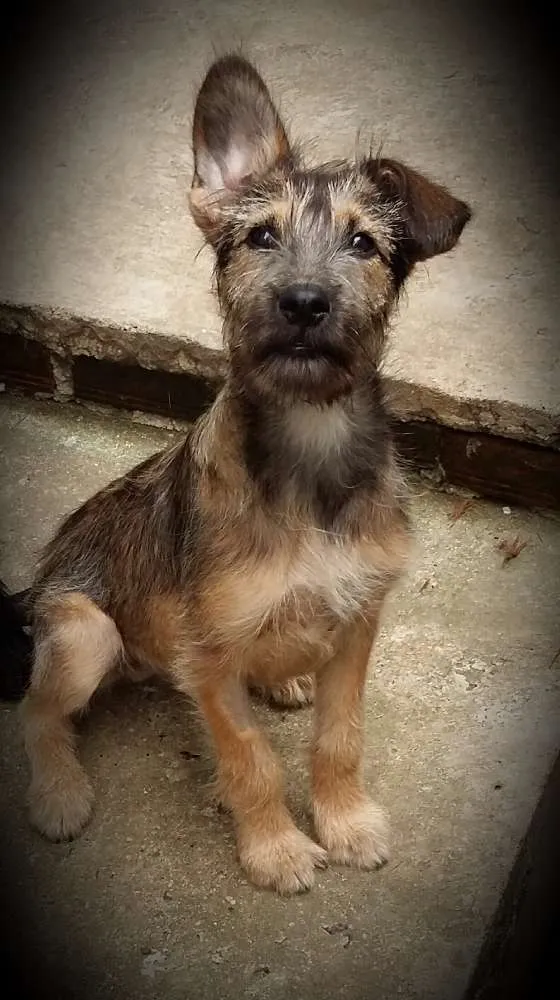Cachorro ra a Indefinida  idade 2 a 6 meses nome Paçoca