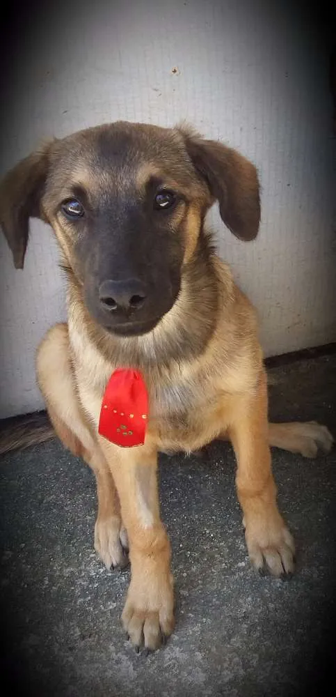 Cachorro ra a Indefinida idade 2 a 6 meses nome Pirulito
