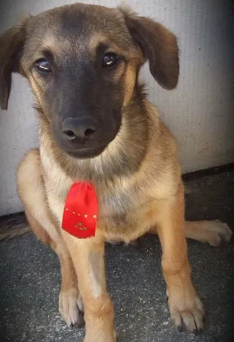 Cachorro ra a Indefinida idade 2 a 6 meses nome Pirulito