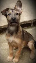 Paçoca