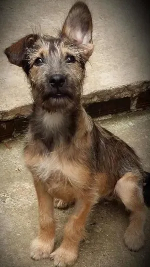 Cachorro raça Indefinida  idade 2 a 6 meses nome Paçoca