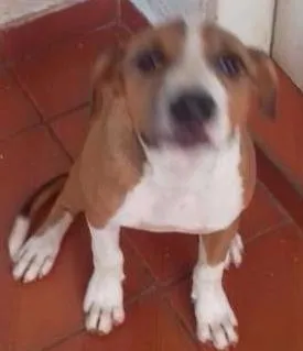 Cachorro raça Pit-Bull idade 2 a 6 meses nome Pipoca