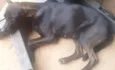 Pretinha