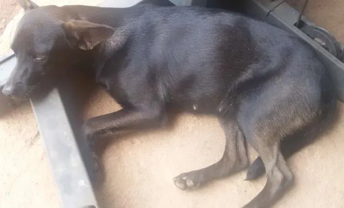 Cachorro ra a Vira lata idade 3 anos nome Pretinha