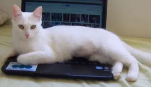 Gato raça SRD idade 4 anos nome Mia