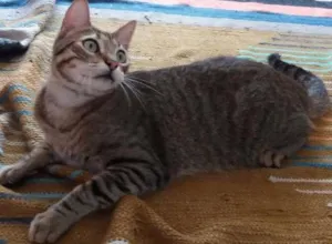 Gato raça srd idade 3 anos nome AlmondJoy
