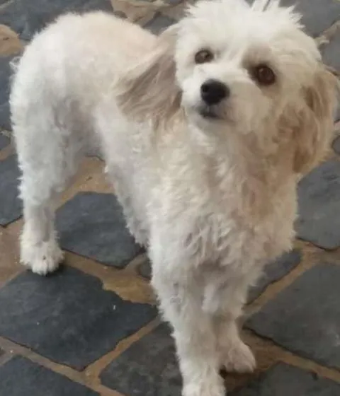 Cachorro raça poodle idade 5 anos nome minney
