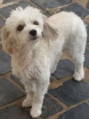 Cachorro raça poodle idade 5 anos nome minney
