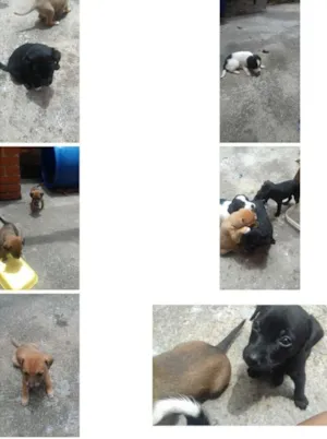 Cachorro raça  idade Abaixo de 2 meses nome lindinhos 
