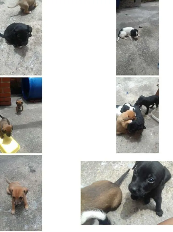 Cachorro ra a  idade Abaixo de 2 meses nome lindinhos 