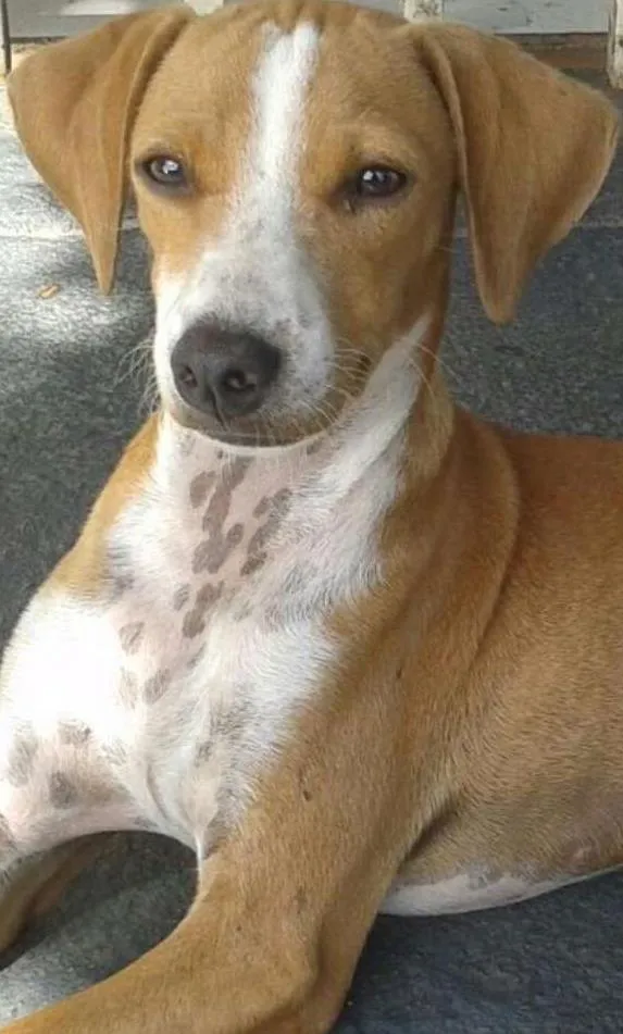 Cachorro ra a Raça nao definida idade 7 a 11 meses nome Pudim