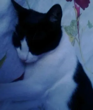 Gato raça  idade 7 a 11 meses nome marrie