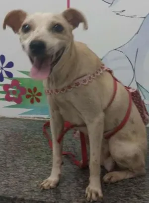 Cachorro raça srd idade 1 ano nome lilika