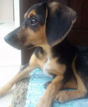 Cachorro raça Indefinida idade 2 a 6 meses nome Peteca