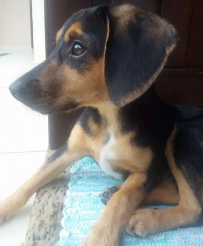 Cachorro ra a Indefinida idade 2 a 6 meses nome Peteca