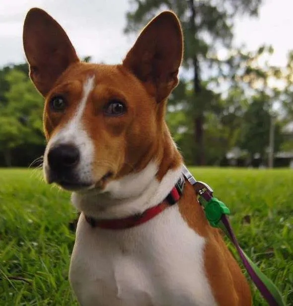 Cachorro ra a Basenji idade 2 anos nome Chevi
