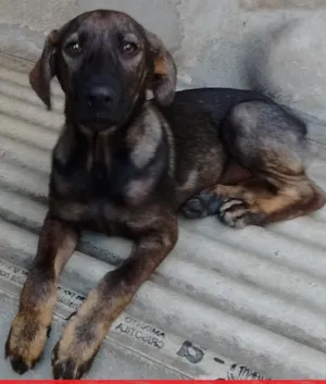 Cachorro raça srd idade 2 a 6 meses nome Flor