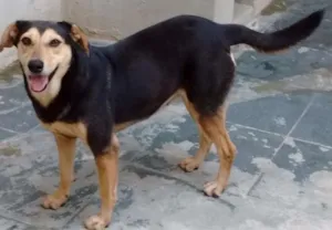 Cachorro raça srd idade 1 ano nome Juju
