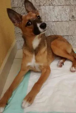 Cachorro raça SRD idade 1 ano nome Mel