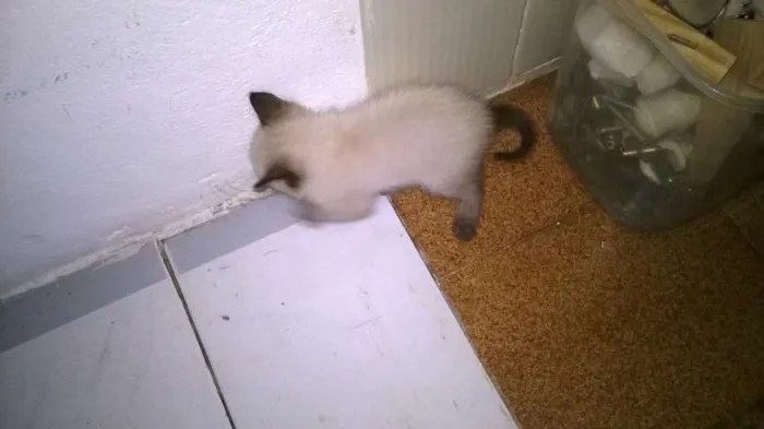 Gato ra a siamês e srd idade 2 a 6 meses nome sem nome