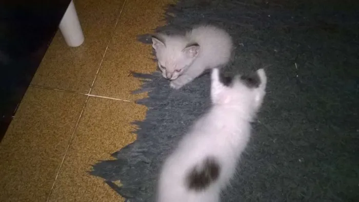 Gato ra a siamês e srd idade 2 a 6 meses nome sem nome