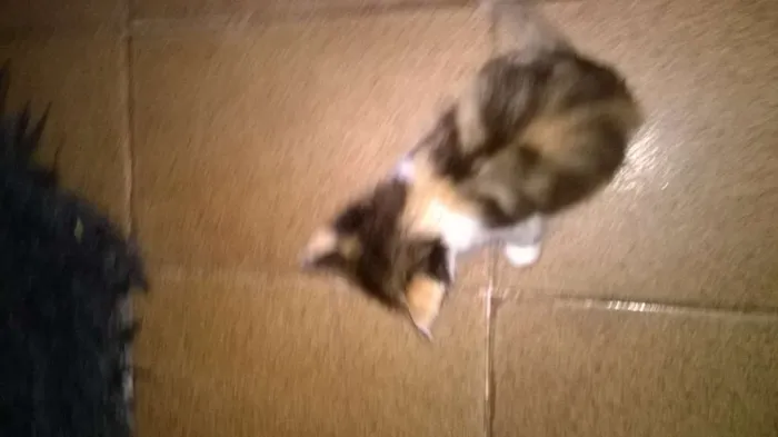Gato ra a siamês e srd idade 2 a 6 meses nome sem nome