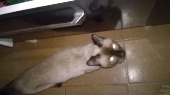 Gato ra a siamês e srd idade 2 a 6 meses nome sem nome