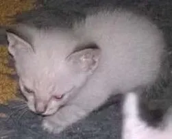 Gato raça siamês e srd idade 2 a 6 meses nome sem nome