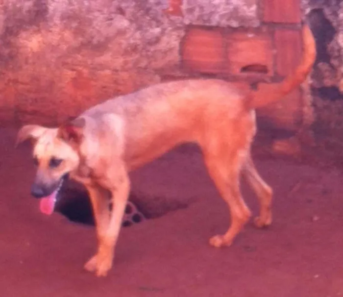 Cachorro ra a pastor alemao com fila idade 1 ano nome Dom, Luna 