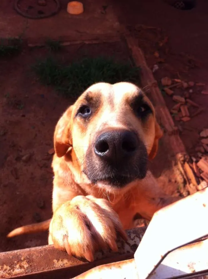 Cachorro ra a pastor alemao com fila idade 1 ano nome Dom, Luna 