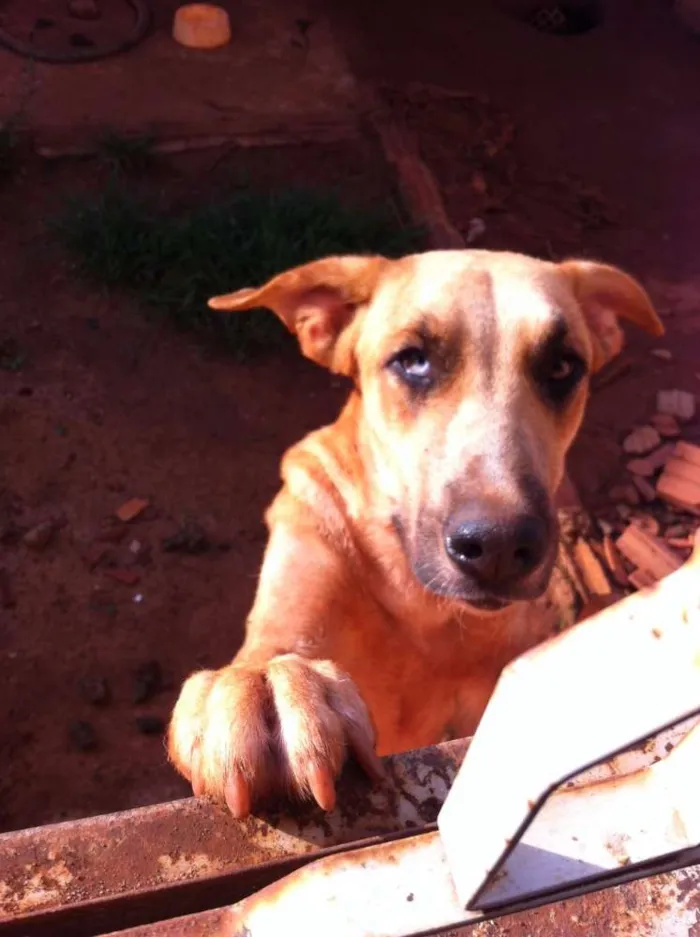 Cachorro ra a pastor alemao com fila idade 1 ano nome Dom, Luna 