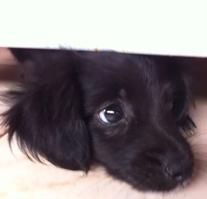 Cachorro ra a vira lata idade 2 a 6 meses nome Sem nome