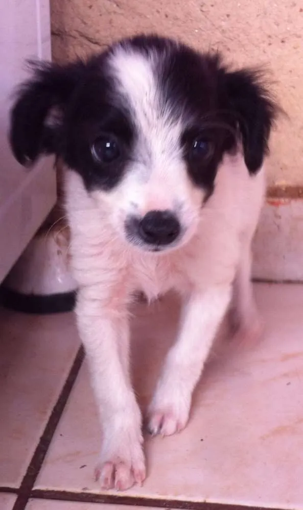 Cachorro ra a vira lata idade 2 a 6 meses nome Sem nome