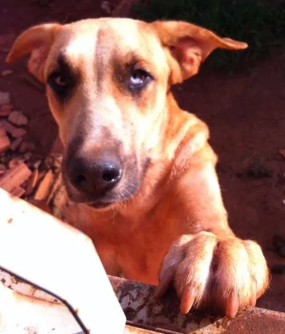 Cachorro ra a pastor alemao com fila idade 1 ano nome Dom, Luna 