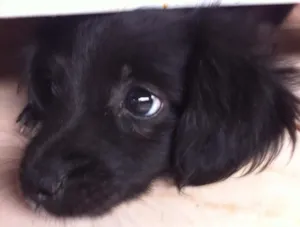 Cachorro raça vira lata idade 2 a 6 meses nome Sem nome