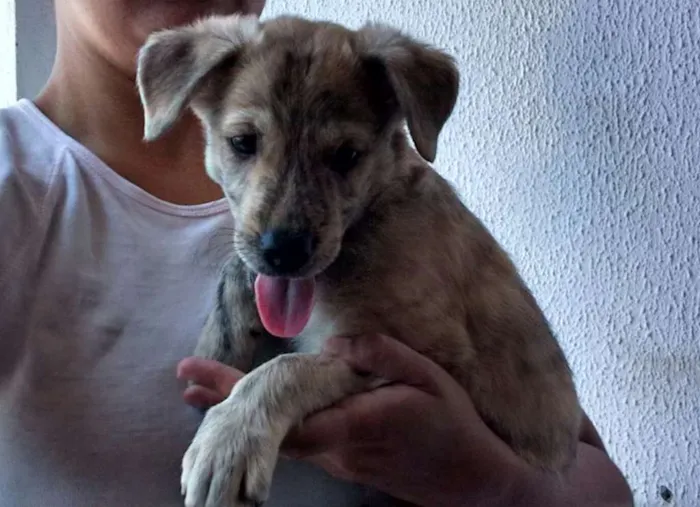 Cachorro ra a SRD idade 2 a 6 meses nome filhotes