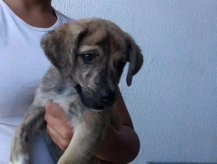 Cachorro ra a SRD idade 2 a 6 meses nome filhotes