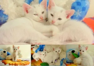 Gato raça  idade Abaixo de 2 meses nome Maria e Rosa