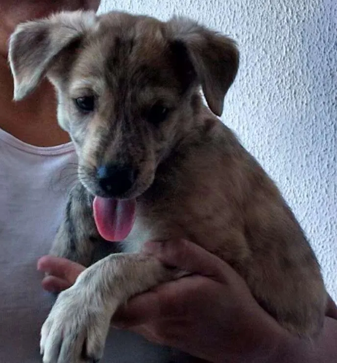 Cachorro ra a SRD idade 2 a 6 meses nome filhotes