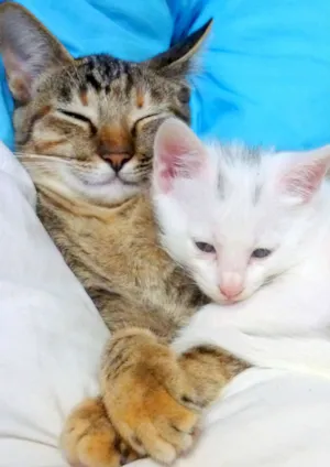Gato raça  idade 2 a 6 meses nome Mel e Maria