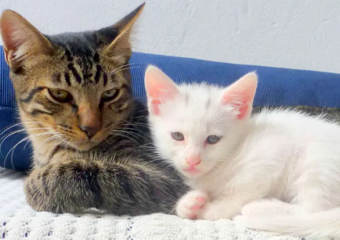 Gato ra a  idade 2 a 6 meses nome Pedro e Rosa