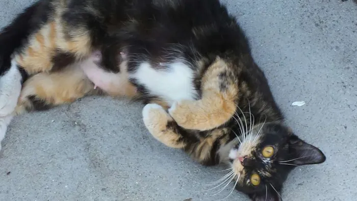 Gato ra a não sabemos idade 1 ano nome Sem nome