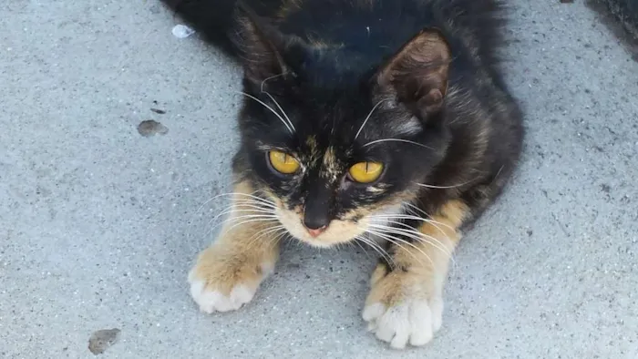 Gato ra a não sabemos idade 1 ano nome Sem nome