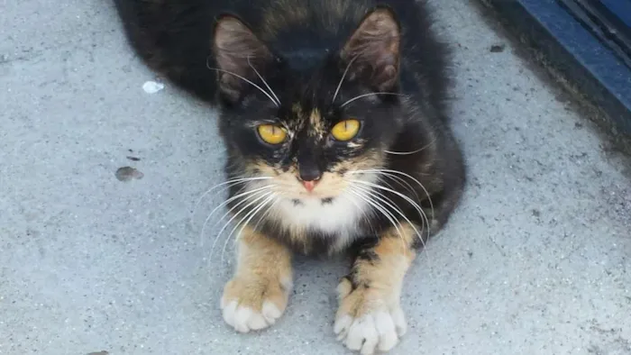 Gato ra a não sabemos idade 1 ano nome Sem nome