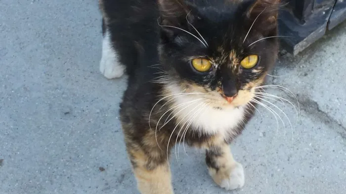 Gato ra a não sabemos idade 1 ano nome Sem nome