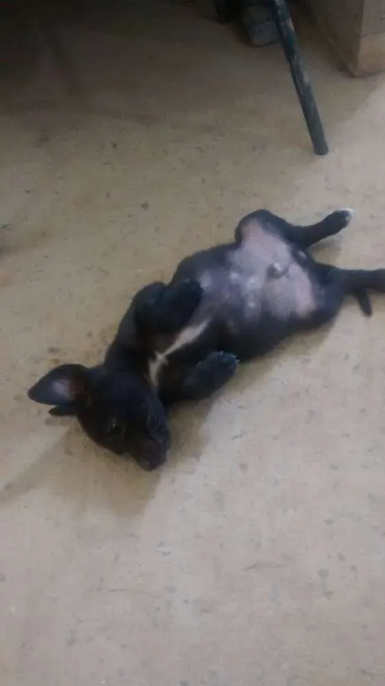 Cachorro raça Mestiços idade 2 a 6 meses nome Sem nome