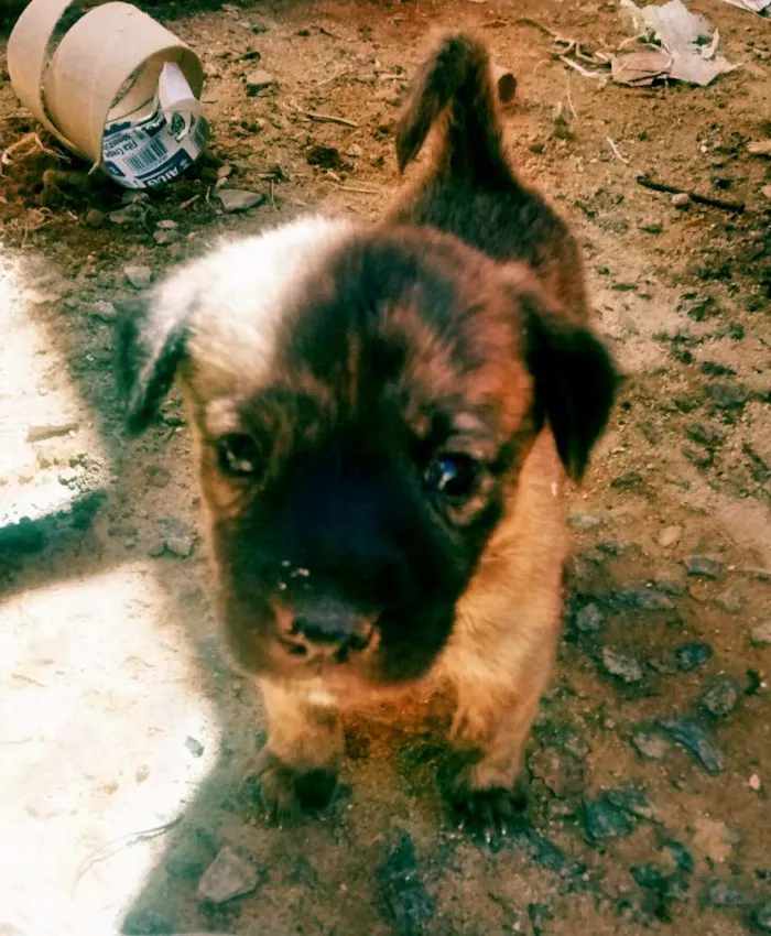Cachorro raça Mestiços idade 2 a 6 meses nome Sem nome