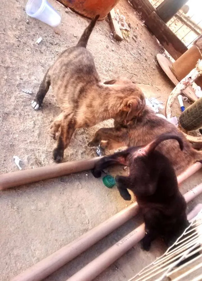 Cachorro raça Mestiços idade 2 a 6 meses nome Sem nome