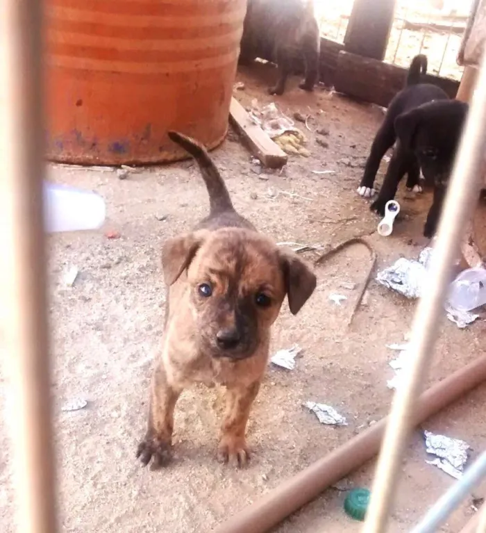 Cachorro raça Mestiços idade 2 a 6 meses nome Sem nome