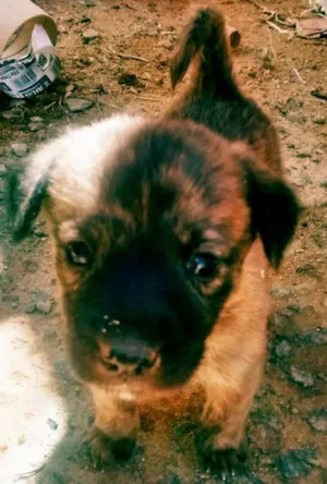 Cachorro raça Mestiços idade 2 a 6 meses nome Sem nome